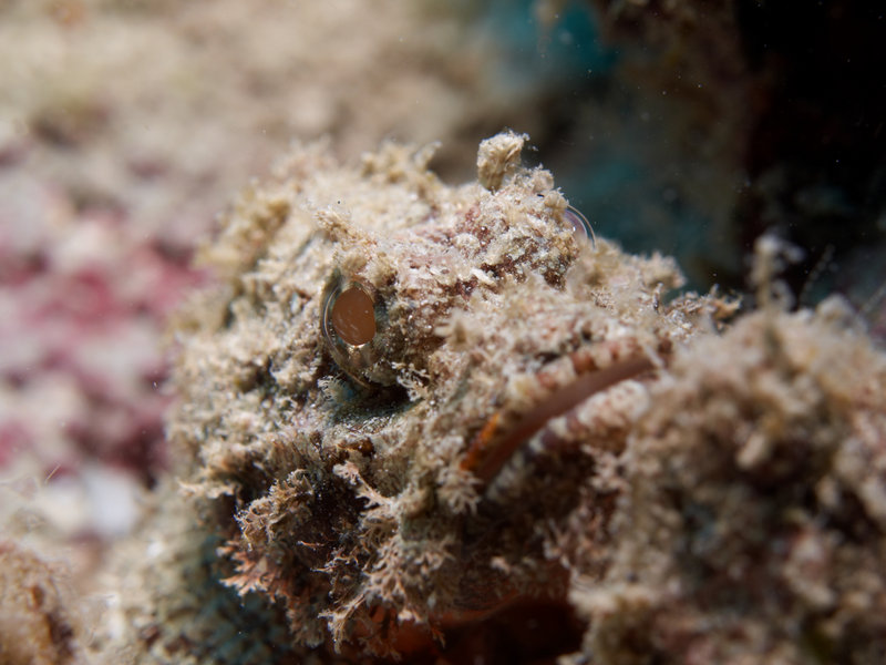 Scorpion Fish
